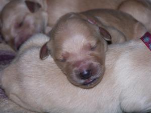 GoldendoodlePuppies